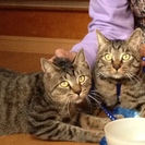 ２匹の兄弟猫の里親募集です