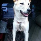 生後１０ヶ月のわんちゃんの里親を募集します！