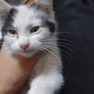 猫を拾いました