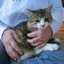 生後半年の男の子☆美猫ちゃんです