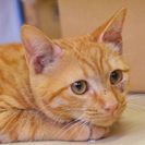 子猫の里親募集です#FC601（7ヶ月齢、茶トラ、オス）