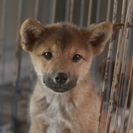 子犬の里親募集です#CD1959（3ヶ月齢、こげ茶、オス）