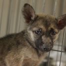 子犬の里親募集です#CD1947（3ヶ月齢、茶黒、メス）