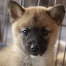 子犬の里親募集です#FD241（1.5ヶ月齢、こげ茶、オス）