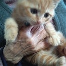 生後一カ月半の三毛猫雌ニ匹を貰ってください