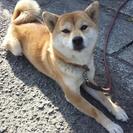 柴犬♀2歳・室内飼い希望！血統書付！