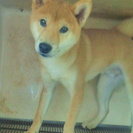 柴犬　オス