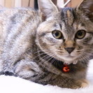 ８月６日生まれの子猫たちです