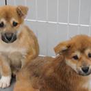 ☆むくむく子犬　2か月　里親募集中☆