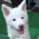 白ちゃん　秋田犬　里親募集