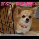 ぽぷら　チワワ　里親募集