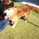 コジロウ君　ミックス　里親募集