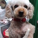 花梨ちゃん　プードル　里親募集