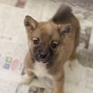 子犬の里親募集です#CD1949（2ヶ月齢、こげ茶、オス）