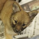 子犬の里親募集です#CD1937（2ヶ月齢、茶黒、メス）