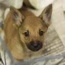 子犬の里親募集です#CD1935（2ヶ月齢、茶黒、オス）