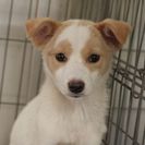 子犬の里親募集です#CD1964（3.5ヶ月齢、白茶、メス）