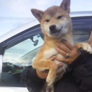 チャム　柴犬　里親募集