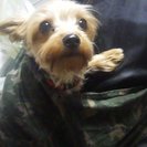 ハナハナちゃん　ヨーキー　里親募集