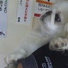 レオン　ペキニコーズ　里親募集
