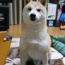 ８才の柴犬の里親をさがしています。 - 里親募集