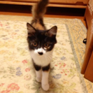 みけちゃん　三毛猫　里親募集