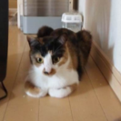 あっちゃん　三毛猫　里親募集