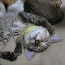 殺処分を免れました　３ヶ月の人なつこい子猫テラくん