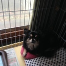 チワワを愛情持って飼って頂ける方　募集