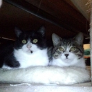 仲良し兄弟猫maoと黒丸ちゃん（生後6ヶ月）