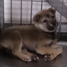 ☆緊急　１１匹　子犬　里親募集中！！☆
