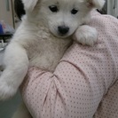☆もこもこ秋田犬雑種　子犬　里親募集中☆