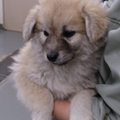 ☆もこもこ秋田犬雑種　子犬　里親募集中☆ - 倉敷市