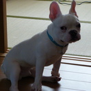 今日が1歳の誕生日　クリームのフレンチブルドッグ　血統書付き - 犬
