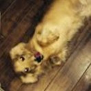 里親になってもらえませんか？