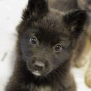 子犬の里親募集です#CD1968（2.5ヶ月齢、黒、オス）