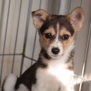 子犬の里親募集です#CD1982（3ヶ月齢、黒茶白、メス）