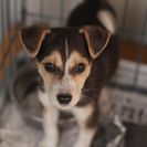 子犬の里親募集です#CD1980（3ヶ月齢、黒茶白、オス）