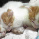 子猫4ヶ月の女の子　2匹です。