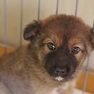 子犬の里親募集です#CD1969（2.5ヶ月齢、こげ茶、メス）