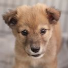 子犬の里親募集です#ID1940（3.5ヶ月齢、茶、オス）