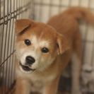 子犬の里親募集です#ID1959（4ヶ月齢、茶、オス）