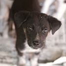 子犬の里親募集です#CD1979（3ヶ月齢、黒茶白、オス）