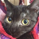 里親さん決定 美しい雄猫　ブラックスモーク