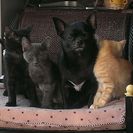 子猫たち8匹