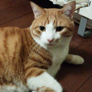 里親様の募集です！