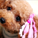 子犬販売、ブリーディングスタッフ募集。大阪府茨木市です。の画像