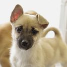 子犬の里親募集です#CD1986（4ヶ月齢、うす茶、メス）