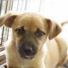 子犬の里親募集です#CD1983（4ヶ月齢、茶、オス）