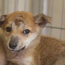 子犬の里親募集です#CD1956（4.5ヶ月齢、茶、メス）